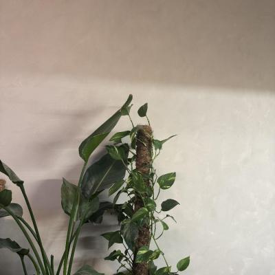 Limewash